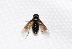 Lomatia grajugena