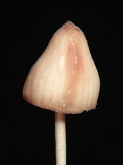 Mycena kuurkacea