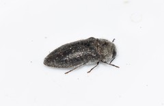 Acmaeodera brevipes