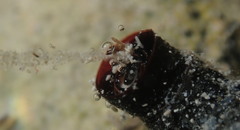 Petaloconchus nigricans