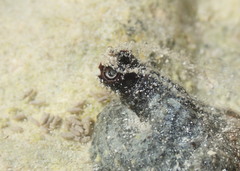 Petaloconchus nigricans