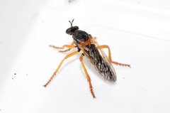 Saropogon notatus
