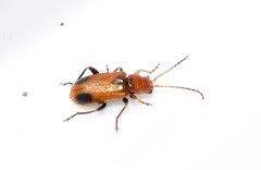 Phyllobrotica adusta