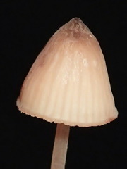 Mycena kuurkacea