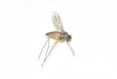 Sciapus pallens