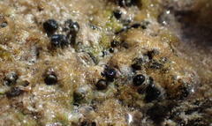 Petaloconchus nigricans