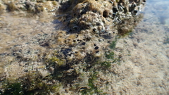 Petaloconchus nigricans