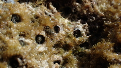 Petaloconchus nigricans