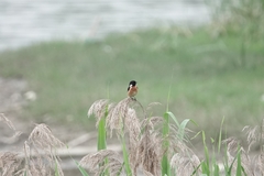Saxicola maurus