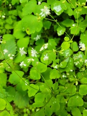 Thalictrum clavatum