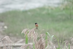 Saxicola maurus