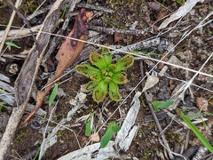 Drosera whittakeri