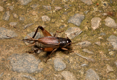 Teleogryllus mitratus