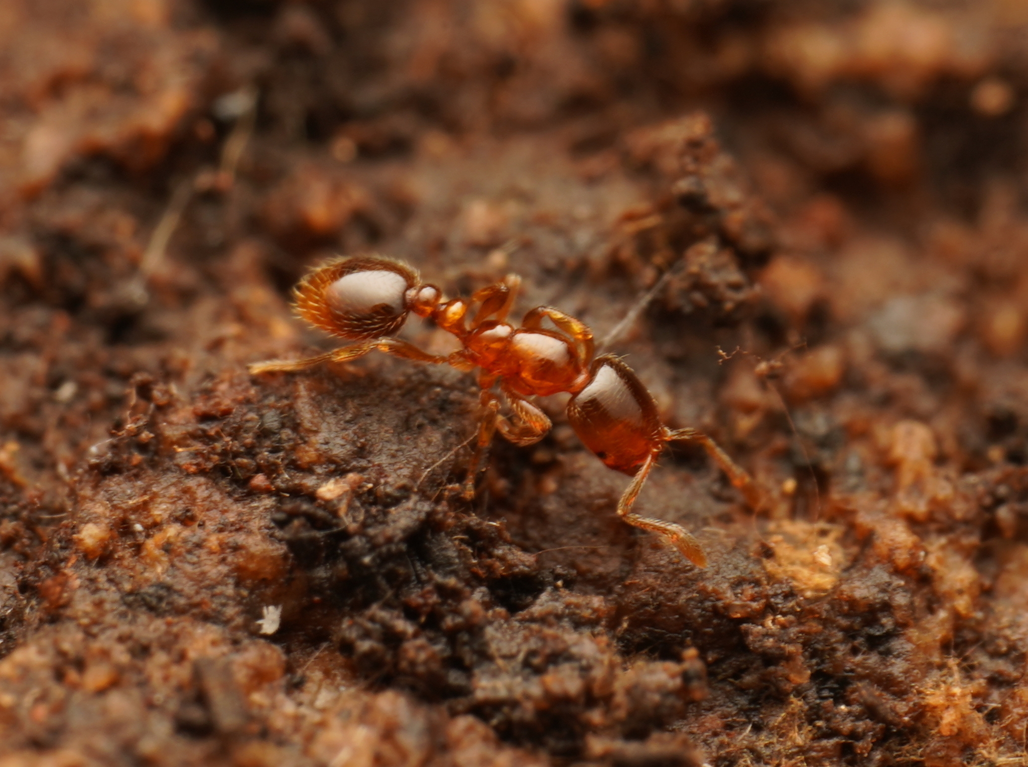 Solenopsis froggatti
