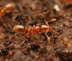 Solenopsis froggatti