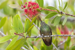 Saucerottia beryllina