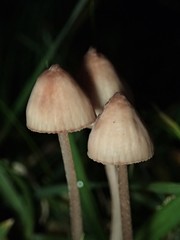 Mycena kuurkacea