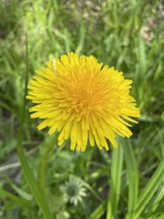 Taraxacum