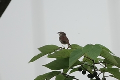 Prinia striata