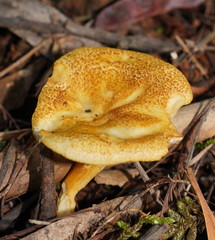 Serpulaceae