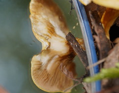 Serpulaceae