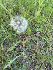 Taraxacum