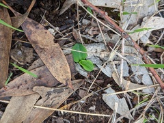 Pterostylis pedunculata