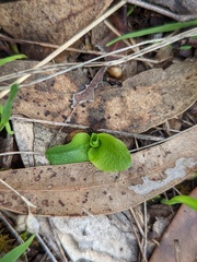 Pterostylis pedunculata
