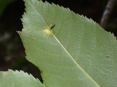 Phylloxera bispinae