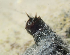 Petaloconchus nigricans