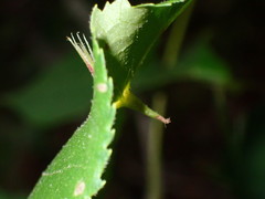 Phylloxera bispinae