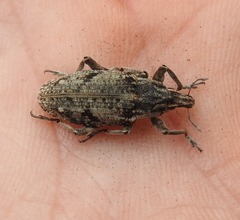 Asproparthenis punctiventris