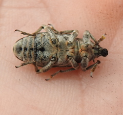 Asproparthenis punctiventris