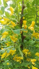 Caragana arborescens