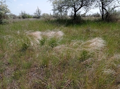 Stipa lessingiana