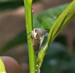 Centrotus