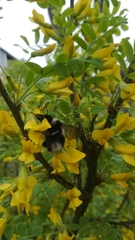 Caragana arborescens