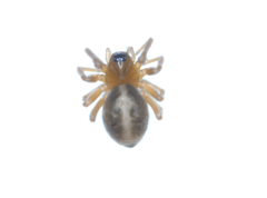 Linyphiidae