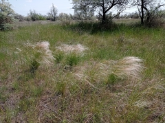 Stipa lessingiana