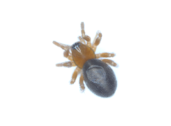 Linyphiidae