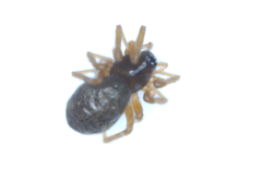 Linyphiidae