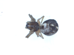 Araneoidea