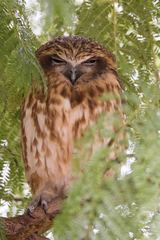 Ninox boobook ocellata