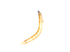 Elateridae