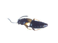 Nehemitropia lividipennis