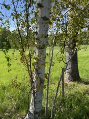 Betula