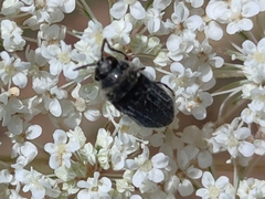 Acmaeoderella villosula