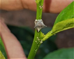 Centrotus