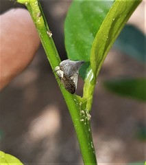 Centrotus