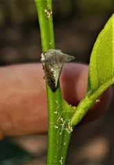 Centrotus